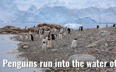Penguins run into the water of Neko Harbor Antarctica 08.01.2017