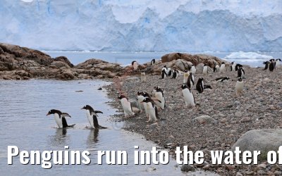 Penguins run into the water of Neko Harbor Antarctica 08.01.2017