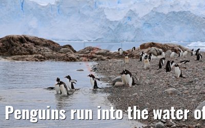 Penguins run into the water of Neko Harbor Antarctica 08.01.2017