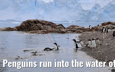 Penguins run into the water of Neko Harbor Antarctica 08.01.2017