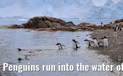 Penguins run into the water of Neko Harbor Antarctica 08.01.2017