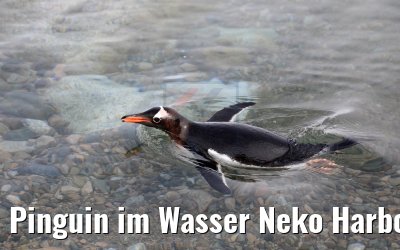 Pinguin im Wasser Neko Harbor Antarktis 08.01.2017