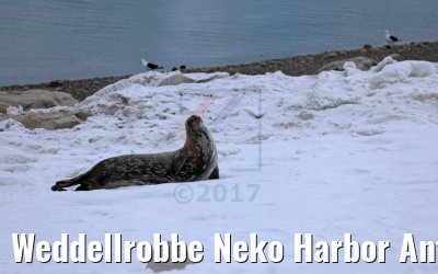 Weddellrobbe Neko Harbor Antarktis 08.01.2017