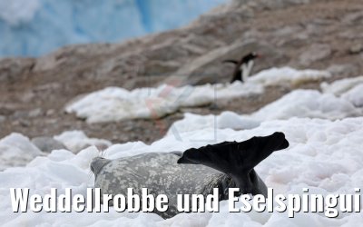 Weddellrobbe und Eselspinguin Neko Harbor Antarktis 08.01.2017