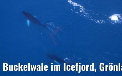 Buckelwale im Icefjord, Grönland