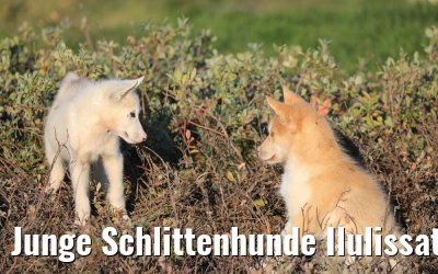 Junge Schlittenhunde Ilulissat, Grönland