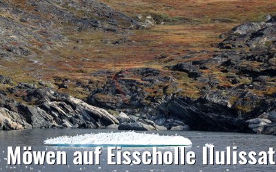 Möwen auf Eisscholle Ilulissat