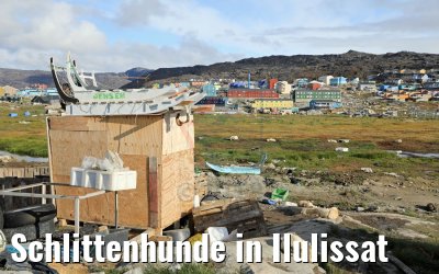Schlittenhunde in Ilulissat