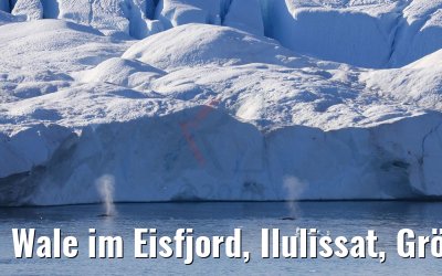 Wale im Eisfjord, Ilulissat, Grönland