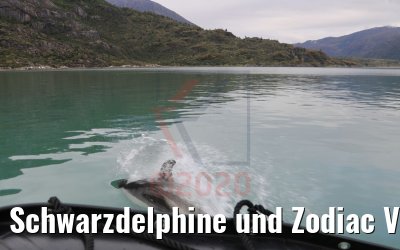 Schwarzdelphine und Zodiac Ventisquero Skua Gletscher 05.02.2020