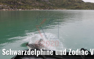 Schwarzdelphine und Zodiac Ventisquero Skua Gletscher 05.02.2020