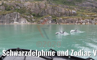 Schwarzdelphine und Zodiac Ventisquero Skua Gletscher 05.02.2020