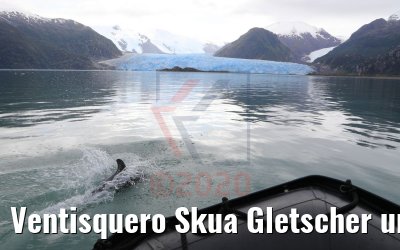 Ventisquero Skua Gletscher und Schwarzdelphin 05.02.2020
