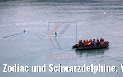 Zodiac und Schwarzdelphine, Ventisquero Skua Gletscher 05.02.2020