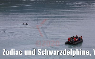 Zodiac und Schwarzdelphine, Ventisquero Skua Gletscher 05.02.2020
