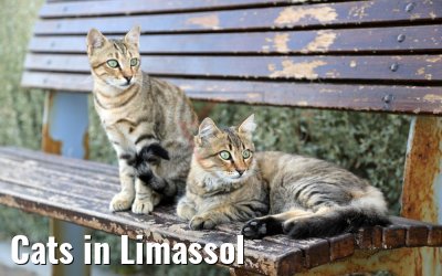 Cats in Limassol