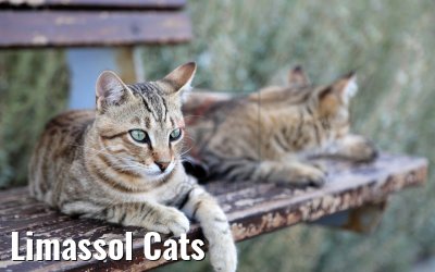 Limassol Cats