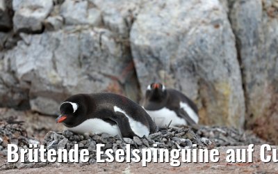 Brütende Eselspinguine auf Cuverville Island, Antarktis 09.01.2017