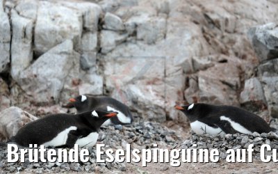 Brütende Eselspinguine auf Cuverville Island, Antarktis 09.01.2017