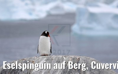 Eselspinguin auf Berg, Cuverville Island Antarktis 09.01.2017