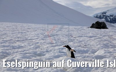 Eselspinguin auf Cuverville Island Antarktis 09.01.2017