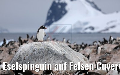 Eselspinguin auf Felsen Cuverville Island Antarktis 09.01.2017