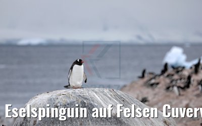 Eselspinguin auf Felsen Cuverville Island Antarktis 09.01.2017