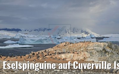 Eselspinguine auf Cuverville Island Antarktis 09.01.2017