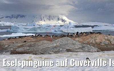Eselspinguine auf Cuverville Island Antarktis 09.01.2017