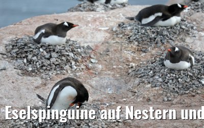 Eselspinguine auf Nestern und Jungtiere auf Cuverville Island, Antarktis 09.01.2017
