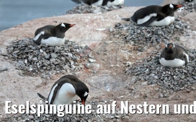 Eselspinguine auf Nestern und Jungtiere auf Cuverville Island, Antarktis 09.01.2017
