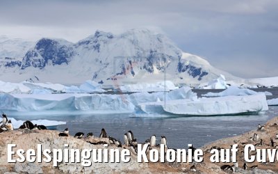 Eselspinguine Kolonie auf Cuverville Island, Antarktis 09.01.2017