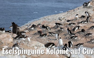 Eselspinguine Kolonie auf Cuverville Island, Antarktis 09.01.2017