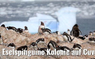 Eselspinguine Kolonie auf Cuverville Island, Antarktis 09.01.2017
