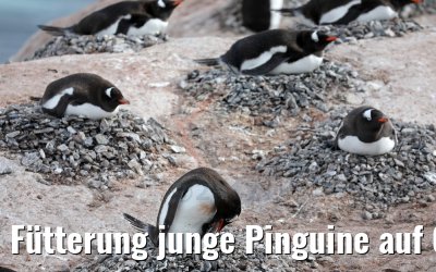 Fütterung junge Pinguine auf Cuverville Island, Antarktis 09.01.2017