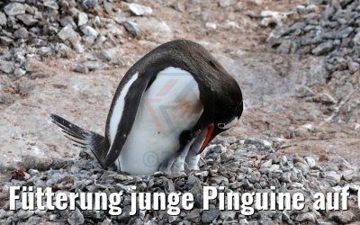 Fütterung junge Pinguine auf Cuverville Island, Antarktis 09.01.2017