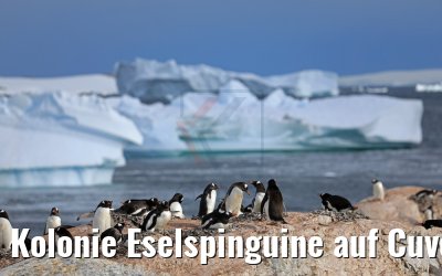 Kolonie Eselspinguine auf Cuverville Island in der Antarktis 09.01.2017