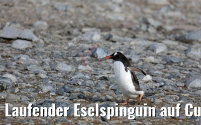 Laufender Eselspinguin auf Cuverville Island, Antarktis 09.01.2017