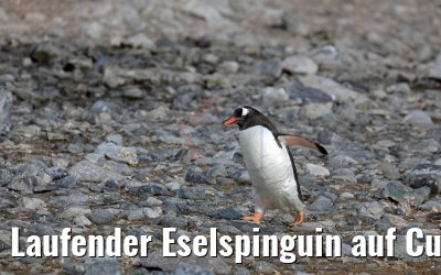 Laufender Eselspinguin auf Cuverville Island, Antarktis 09.01.2017