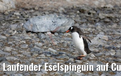 Laufender Eselspinguin auf Cuverville Island, Antarktis 09.01.2017