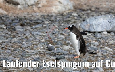 Laufender Eselspinguin auf Cuverville Island, Antarktis 09.01.2017