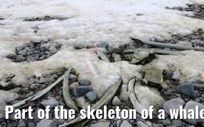 Part of the skeleton of a whale, Cuverville Island 09.01.2017