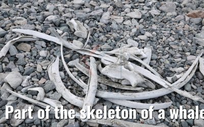 Part of the skeleton of a whale, Cuverville Island 09.01.2017