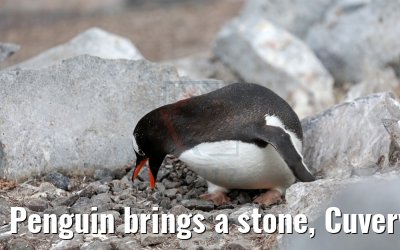 Penguin brings a stone, Cuverville Island Antarctica 09.01.2017