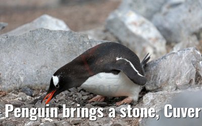 Penguin brings a stone, Cuverville Island Antarctica 09.01.2017