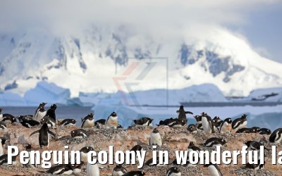 Penguin colony in wonderful landscape on Cuverville Island Antarctica 09.01.2017
