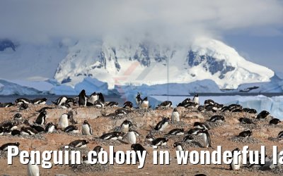 Penguin colony in wonderful landscape on Cuverville Island Antarctica 09.01.2017