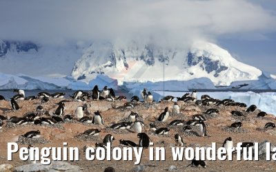 Penguin colony in wonderful landscape on Cuverville Island Antarctica 09.01.2017