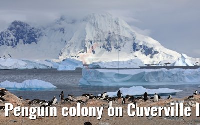 Penguin colony on Cuverville Island in Antarctica 09.01.2017