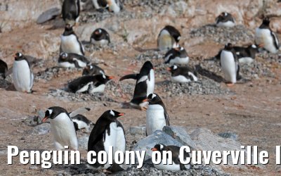 Penguin colony on Cuverville Island in Antarctica 09.01.2017